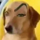 eyebrow_dog