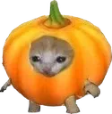 pumpk pumpk