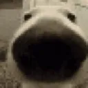 YA_dogbruh YA_dogbruh