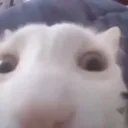 cat cat