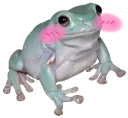 HH_FrogBlush Discord Emoji
