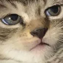bruh