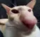 CAT CAT
