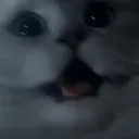 PYR_CatFu