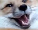 FoxPlayful