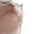 CatBump CatBump