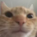 mfw