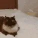 catbop