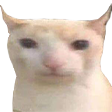 catW Discord emoji
