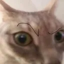 owd_catsus
