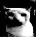 gatovasont