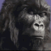 2685gorilladrums