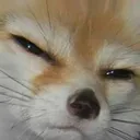 glaringfox Discord Emoji