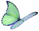 GC_greenbutterfly