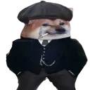 shibadog