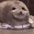 seal_218c0ff9ad7cb
