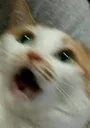 kedi