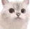 WeirdCat