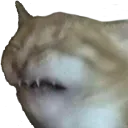 catSneeze