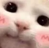 blushi blushi