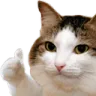 catthumbsup