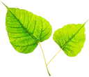 bodhileaf2