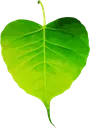bodhileaf1
