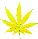 rainbowweed