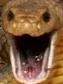 pogsnake pogsnake