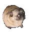 pug