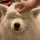 Flantic_doggo_pat