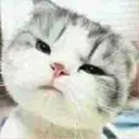 confusecat Discord Emoji