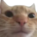 Bruh Cat bruhcat Discord Emoji