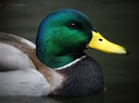 okduck Discord emoji
