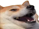 doge_doog