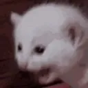catscream