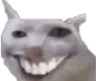 schizocat