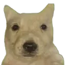papu