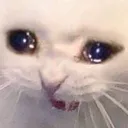 sadcat