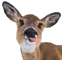deerblep