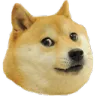doge