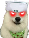 helperdogangry