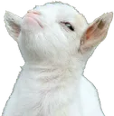 smuggoat smuggoat