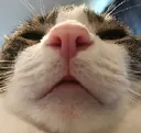 starecat