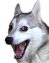 perrito_risa Discord emoji