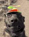 dogderp