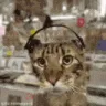 cat_vibe