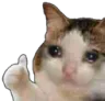 CatThumbs