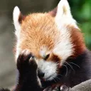facepalm