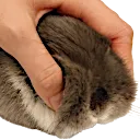 squimsh squimsh